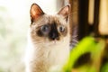 Curious wide-eyed kitten Royalty Free Stock Photo