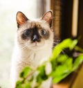 Curious wide-eyed kitten Royalty Free Stock Photo