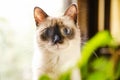 Curious wide-eyed kitten Royalty Free Stock Photo