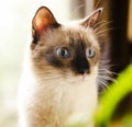 Curious wide-eyed kitten Royalty Free Stock Photo
