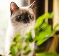 Curious wide-eyed kitten Royalty Free Stock Photo