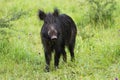 Curious wild boar facing camera on green meadow in spring nature