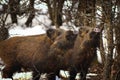 Wild boar youngsters in winter Royalty Free Stock Photo