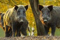 Curious wild boars