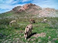Wild Burros in the Black Mountains along Route 66 Royalty Free Stock Photo