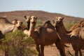 Curious wild camels
