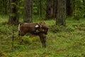 A curious wild cows in a forest. Mother cows with calf.