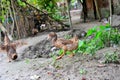 A curious wild duck on a rainy day