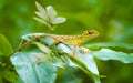 Curious, Wild, Forest Lizard Keeping Watch in Thailand