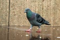 A curious wild but not shy pigeon Royalty Free Stock Photo