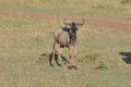 A Curious Wildebeast Stares At The Stranger in The Masai Mara in Kenya, Africa.