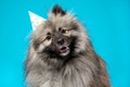 Curious wolf spitz or keeshond breed dog wearing bithday hat