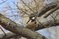 Curious Woodpecker on a Branch