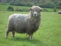 A curious wooly sheep in a field