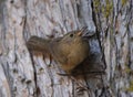 Curious Wren Birding in the Forest Royalty Free Stock Photo