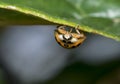 Curious yellow brown dotted ladybug hanging on a leaf Royalty Free Stock Photo