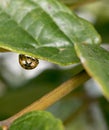 Curious yellow brown dotted ladybug hanging on a leaf Royalty Free Stock Photo