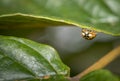 Curious yellow brown dotted ladybug hanging on a leaf Royalty Free Stock Photo
