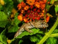 Curious Yellow Eyed Gecko and Orange Flowers