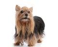 curious yorkshire terrier puppy looking up and standing in studio Royalty Free Stock Photo