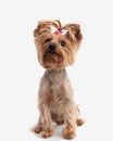 curious yorkshire terrier puppy with red bow looking up and sitting Royalty Free Stock Photo