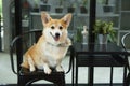 a curious young adorable welsh corgi sitting on chair in the room