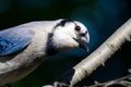 Curious Young Blue Jay Looking You in the Eye Royalty Free Stock Photo