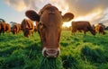 Curious young brown cow grazing on green meadow during sunset Royalty Free Stock Photo