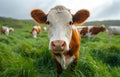 Curious young calf looking at the camera in green pasture on farm Royalty Free Stock Photo