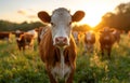 Curious young calf looking at the camera while standing in grassy pasture during sunset Royalty Free Stock Photo