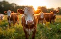 Curious young calf looking at the camera while standing in lush green pasture during sunset Royalty Free Stock Photo