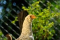 Curious Young Chicken Close-Up Royalty Free Stock Photo
