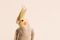 Curious Young Cockatiel face portrait Royalty Free Stock Photo