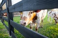 Curious Young Cow Royalty Free Stock Photo