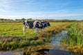 Curious young cows in a polder landscape along a ditch, near Rot