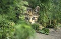 Curious young domestic kitten hiding in the garden Royalty Free Stock Photo
