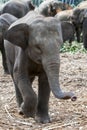 A curious young elephant calf at the Pinnawala Elephant Orphanage (Pinnawela) in Sri Lanka. Royalty Free Stock Photo