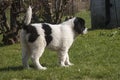 A curious young Female Landseer ECT pup Royalty Free Stock Photo