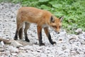 A curious young fox looking wary