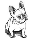 Curious Young French Bulldog Charcoal Drawing