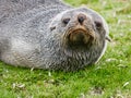 Curious young fur seal on South Georgia Island