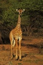 Curious young giraffe. Royalty Free Stock Photo