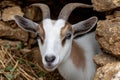 A curious young goat with brown markings peeks out from a stone wall enclosure Royalty Free Stock Photo