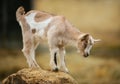 Curious young goat on the rock Royalty Free Stock Photo