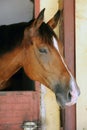 Curious young horse standing in the stable door. Purebred youngster looking out from the barn