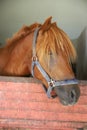 Curious young horse standing in the stable door. Purebred youngster looking out from the barn