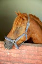 Curious young horse standing in the stable door. Purebred youngster looking out from the barn