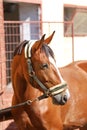 Curious young horse standing in the stable door. Purebred youngster looking out from the barn