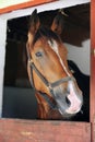 Curious young horse standing in the stable door. Purebred youngster looking out from the barn