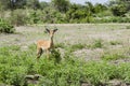 Curious young impala